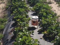 White sticky trap in blueberry field