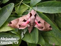sphinx moth