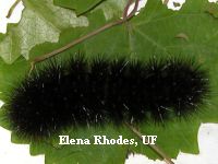 Leopard moth caterpillar